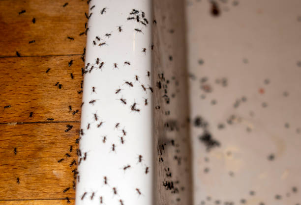 Best Ant Control Services  in Cary, NC